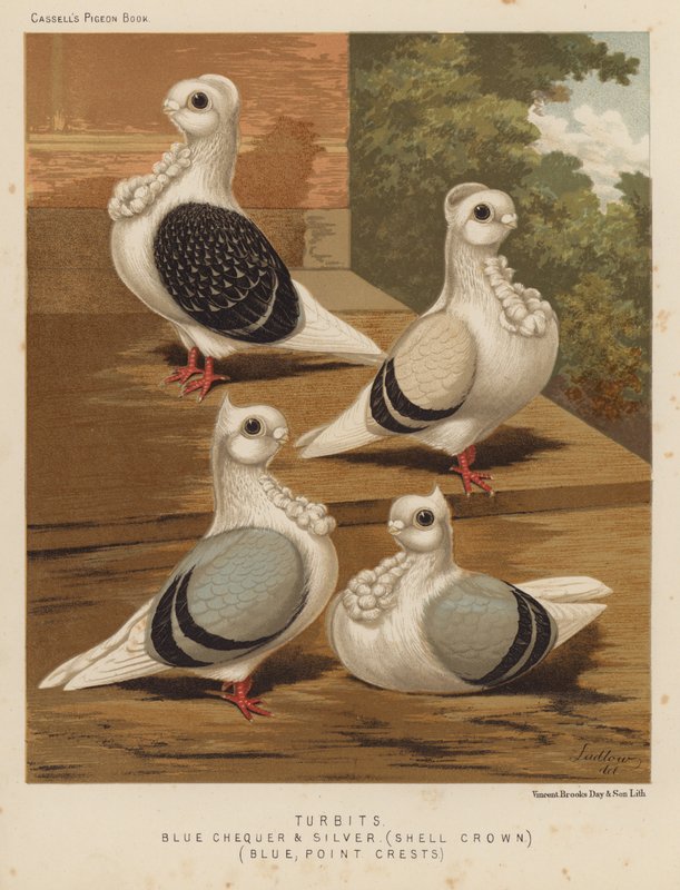Pigeons : Turbits, damier bleu et argent, couronne de coquille, bleu, crêtes pointues - J. W. (after) Ludlow