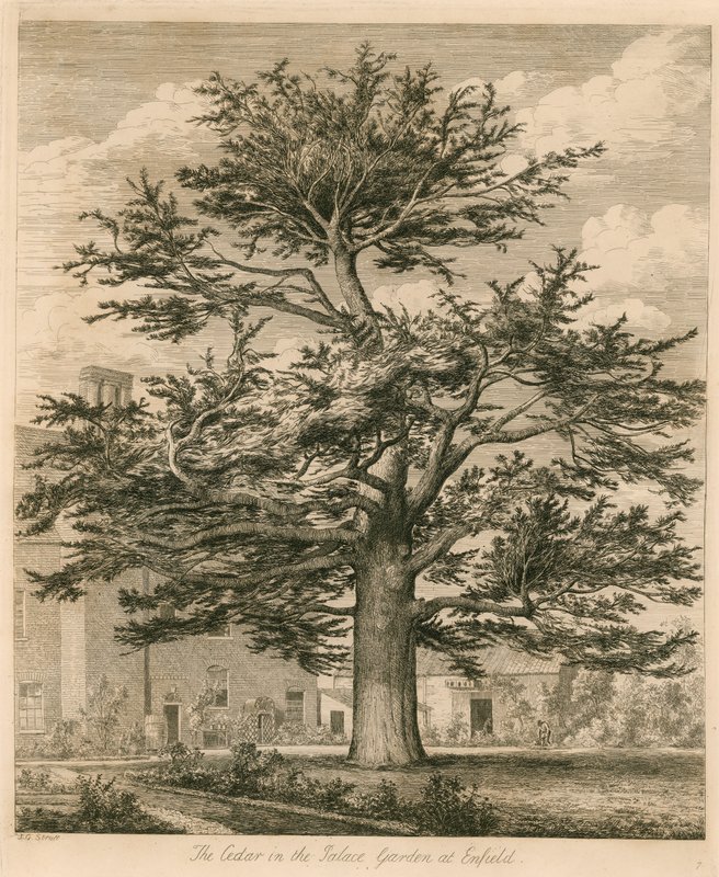 Le cèdre dans le jardin du palais à Enfield, Middlesex - Jacob George Strutt