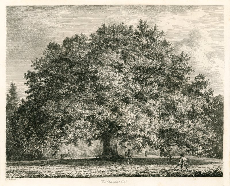Le Chêne Chandos, Michendon House, Southgate, Londres - Jacob George Strutt