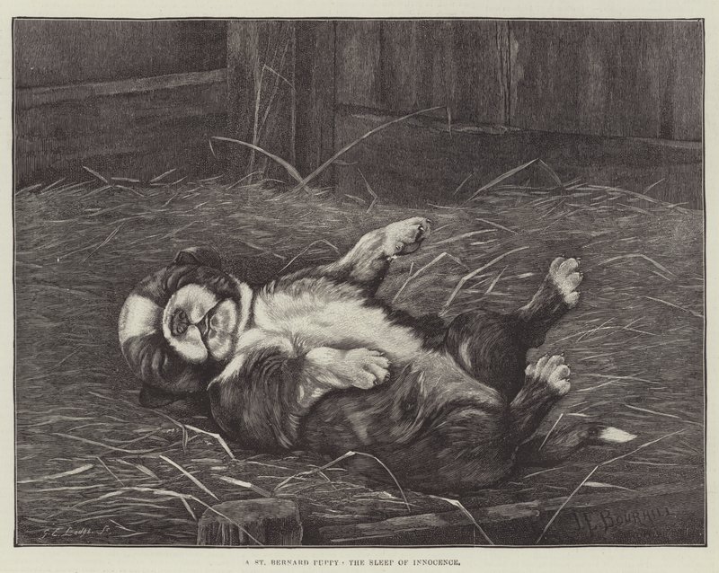 Un chiot Saint-Bernard, le sommeil de l