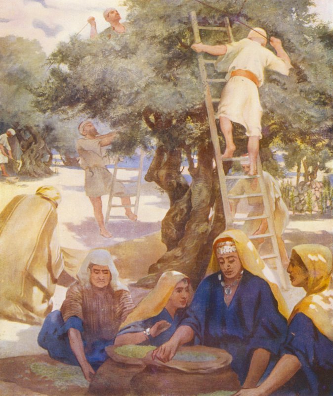 Terre Sainte : Une oliveraie - James (after) Clark
