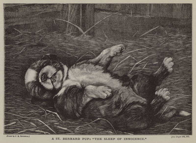 Un chiot Saint-Bernard : le sommeil de l