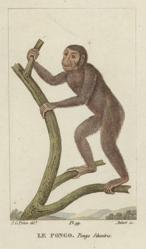 Pongo (Orang-outan) - Jean Gabriel Pretre
