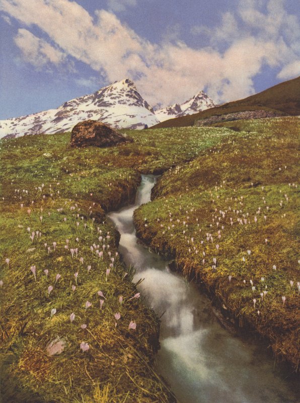 Suisse: Crocus près d