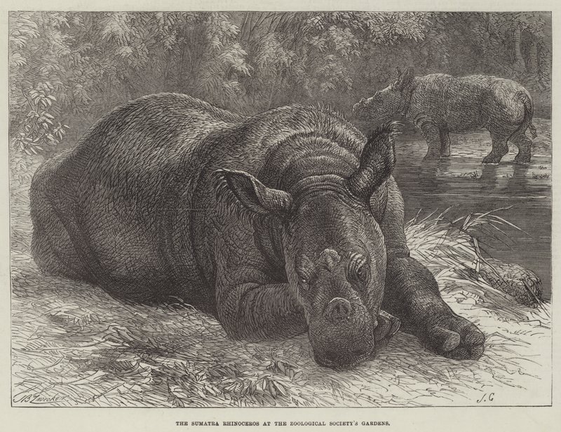 Le rhinocéros de Sumatra aux jardins de la Société zoologique - Johann Baptist Zwecker