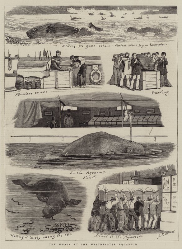La baleine à l