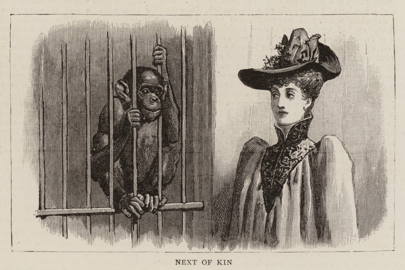 Errances dans le zoo - John Charles Dollman