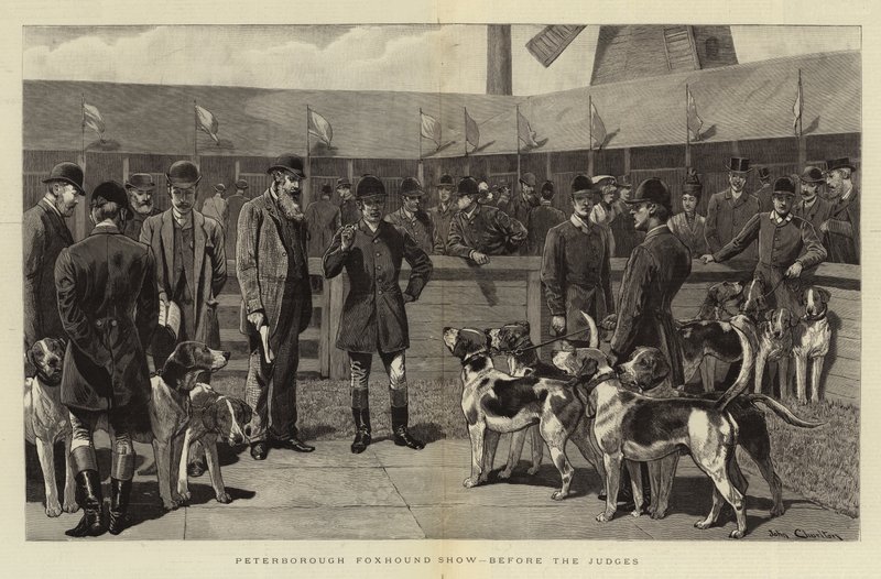Exposition de Foxhounds à Peterborough, devant les Juges - John Charlton