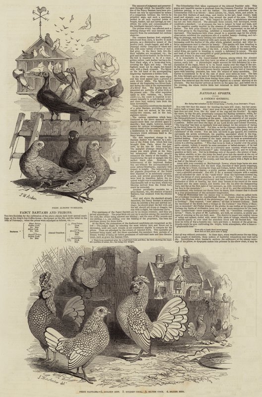 Bantams et Pigeons de Fantaisie - John Wykeham Archer