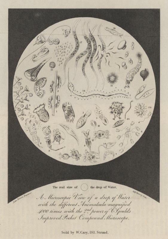Vue microscopique d
