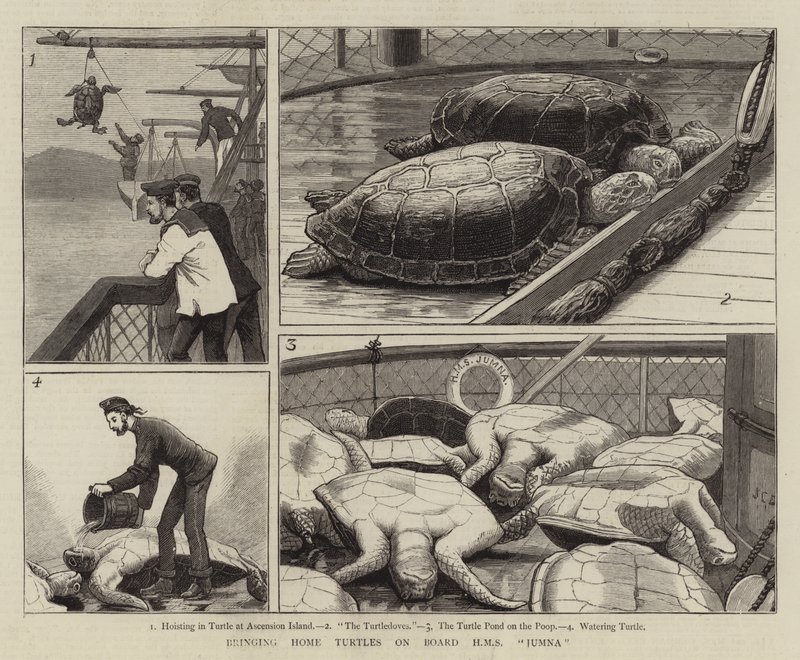 Ramener des tortues à bord du HMS Jumna - John Charles Dollman