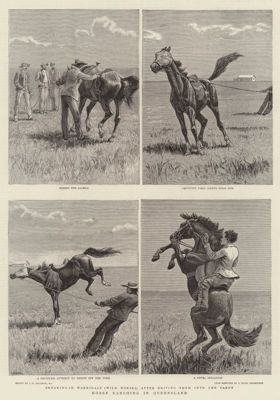 Élevage de chevaux dans le Queensland - John Charles Dollman