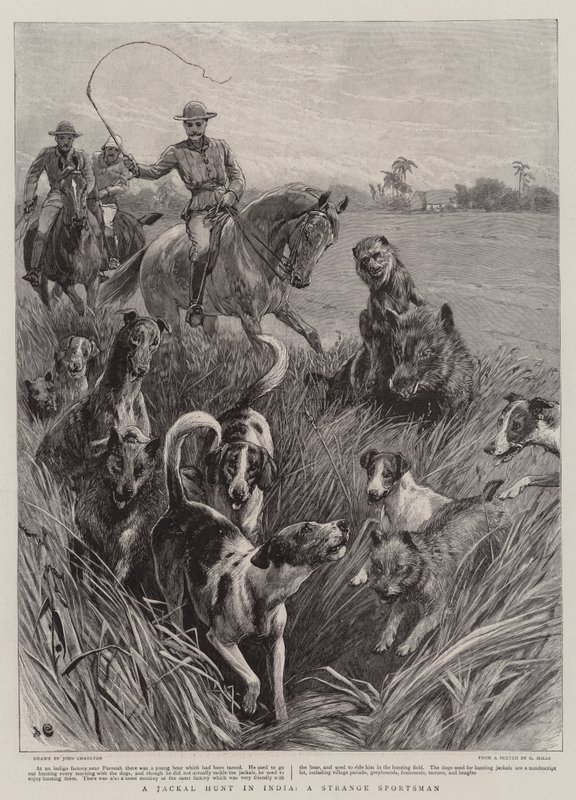 Une chasse au chacal en Inde, un étrange chasseur - John Charlton