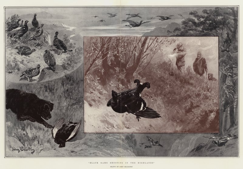 Chasse au tétras noir dans les Highlands - John Charlton