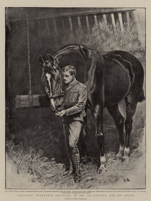 Camarades, le trompette Shurlock, des 5e lanciers, et son cheval - John Charlton