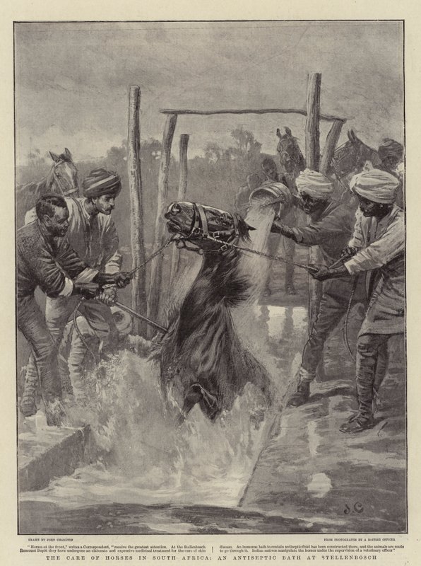 Le soin des chevaux en Afrique du Sud, un bain antiseptique à Stellenbosch - John Charlton