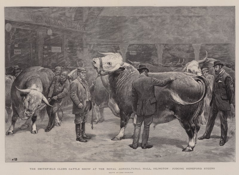 Le Salon du Bétail du Smithfield Club au Royal Agricultural Hall, Islington, jugement des Bœufs Hereford - John Charlton