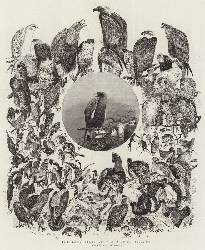 Les Oiseaux terrestres des îles britanniques - John Everett Millais
