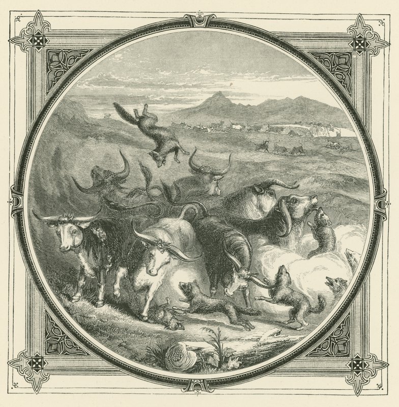 Quand le loup arrive, les bœufs cessent de se battre pour s