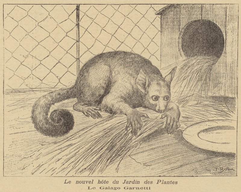 Galago de Garnett, nouveau résident du Jardin des Plantes - Jose Belon