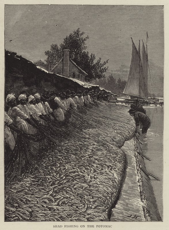 Pêche au Shad sur le Potomac - Joseph Nash