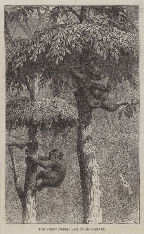 Le singe constructeur de nids dans son abri - Joseph Wolf