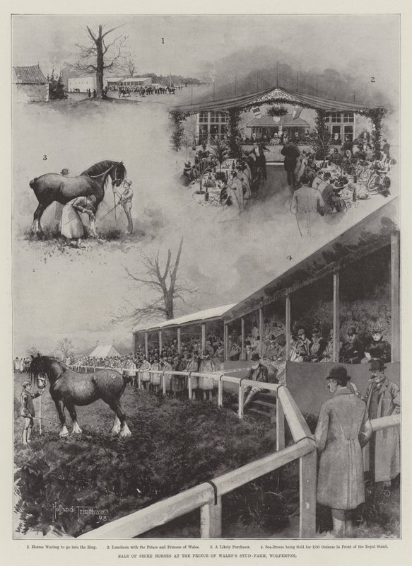 Vente de chevaux de trait à la ferme d