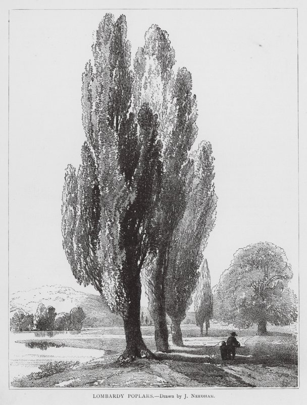 Peupliers de Lombardie (litho) - Joseph Needham
