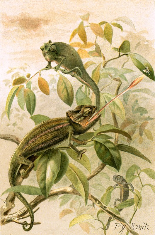Caméléons - Joseph Smit