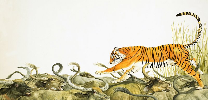 Un tigre courant sur le dos des buffles - Kenneth Lilly