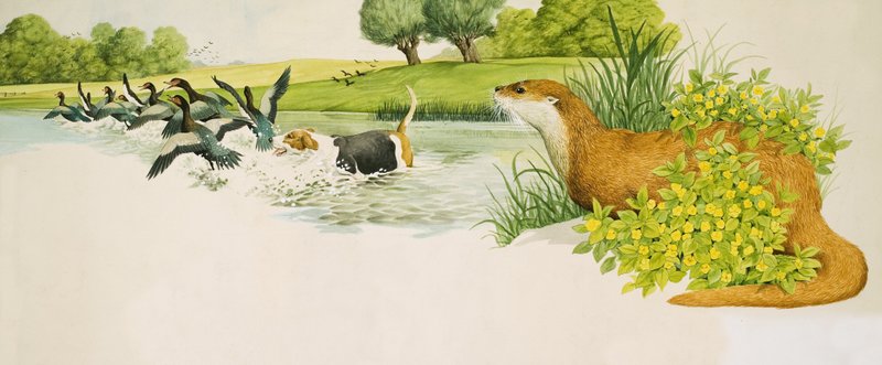 Une loutre observe un chien qui chasse les canards - Kenneth Lilly