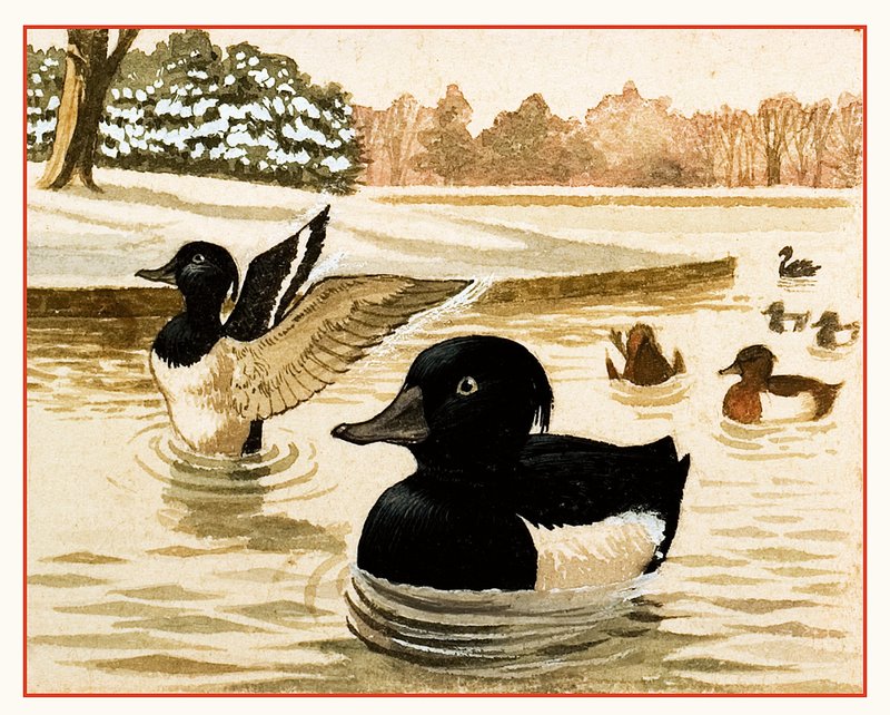 Canards et drakes - Kenneth Lilly