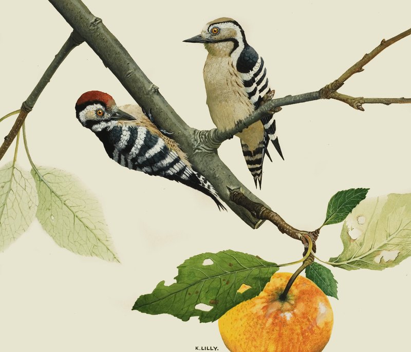 Pic mineur, mâle et femelle - Kenneth Lilly