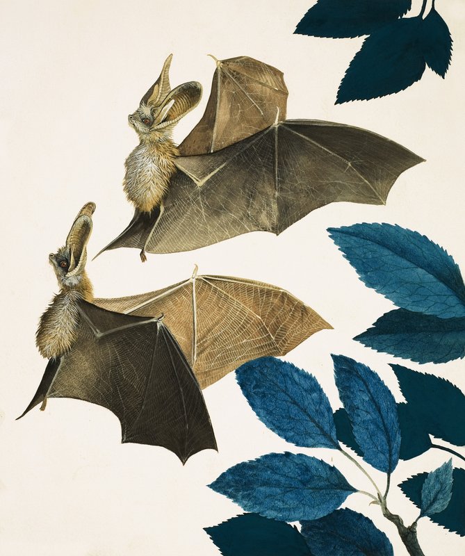La chauve-souris à longues oreilles - Kenneth Lilly