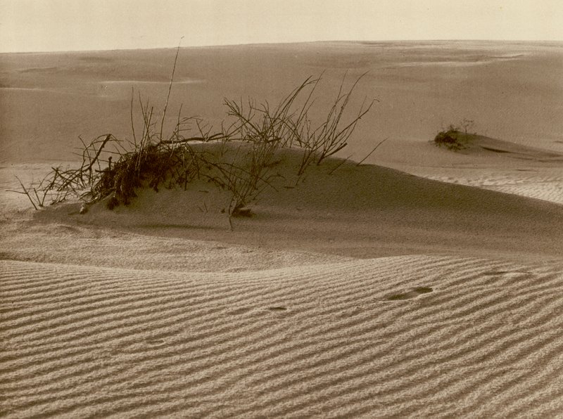 Wanderdune sur la flèche de sable de Courlande au nord de Rossitten - Kurt Hielscher