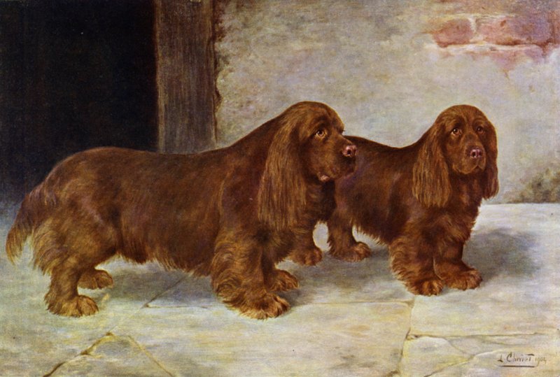 Les Épagneuls du Sussex, Champion Rosehill Rock et Champion Rosehill Rag - Lilian Cheviot