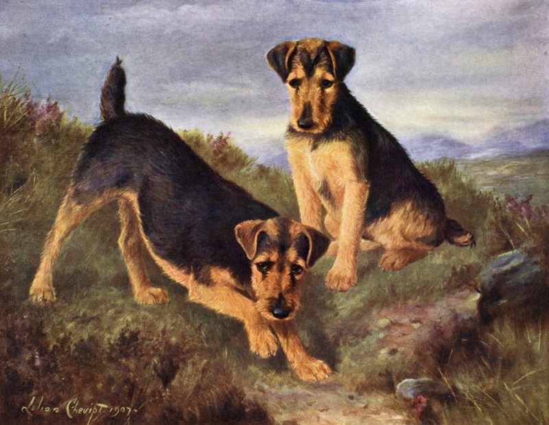 Terriers gallois Glansevin Coquette et Champion Glansevin Coda - Lilian Cheviot