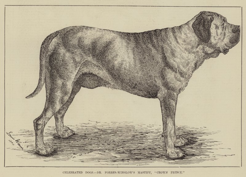 Chiens célèbres, le mastiff du Dr Forbes-Winslow, Crown Prince - Louis Wain