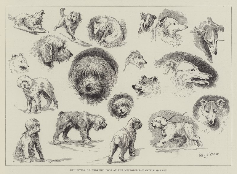 Exposition de chiens de troupeaux au marché aux bestiaux métropolitain - Louis Wain