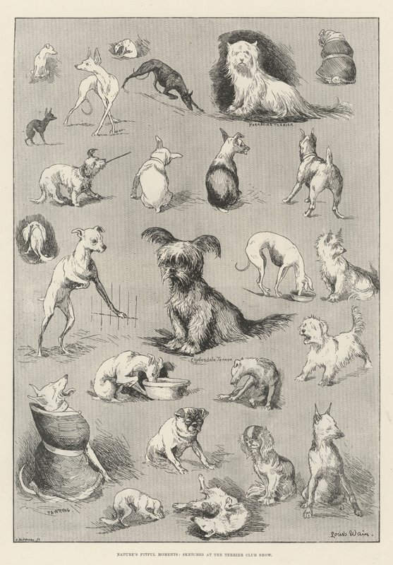 Les moments capricieux de la nature, croquis au Terrier Club Show - Louis Wain
