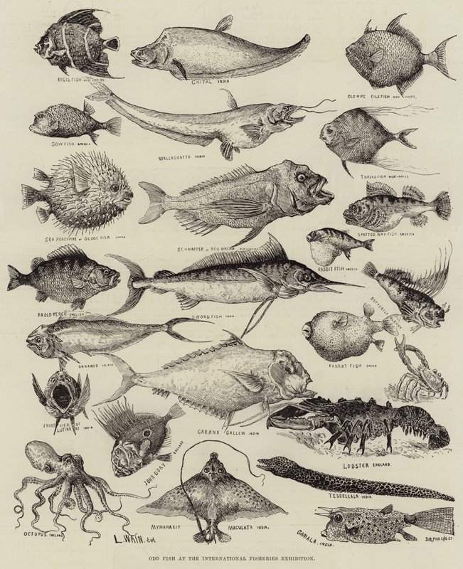 Poisson étrange à l