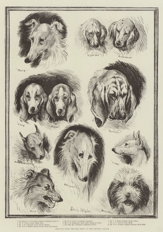 Croquis du salon canin au Crystal Palace - Louis Wain