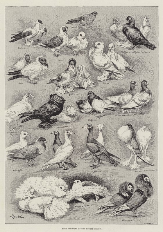 Quelques variétés du pigeon moderne - Louis Wain