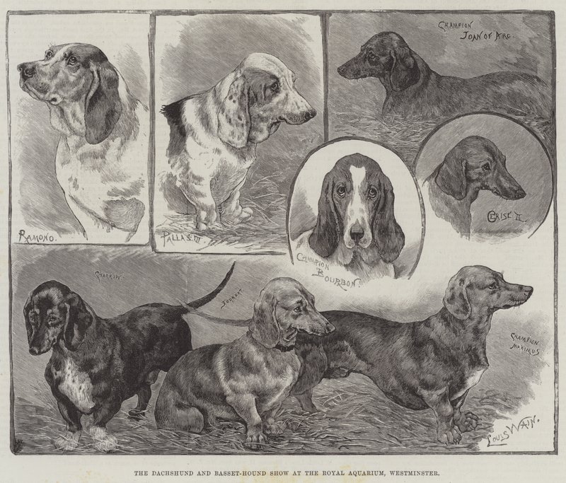 Exposition de teckels et bassets au Royal Aquarium, Westminster - Louis Wain