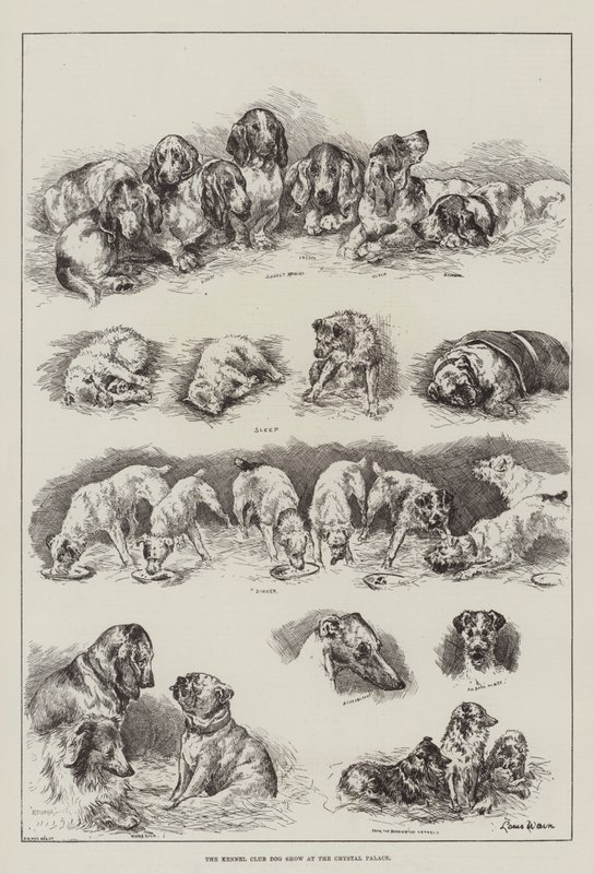 Exposition canine du Kennel Club au Crystal Palace - Louis Wain