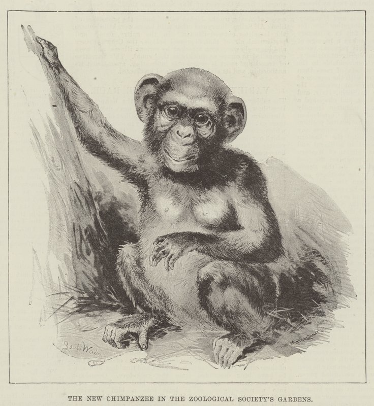 Le nouveau chimpanzé dans les jardins de la Société Zoologique - Louis Wain