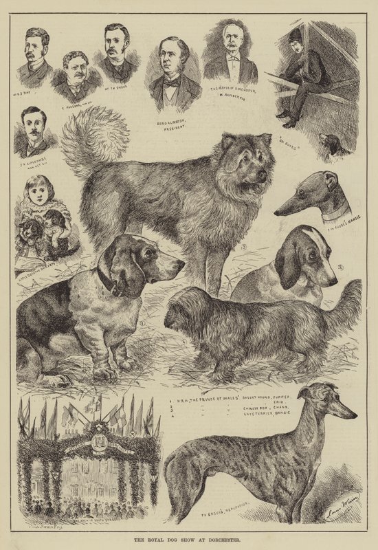 Le concours canin royal à Dorchester - Louis Wain