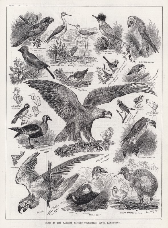 Oiseaux dans la collection d