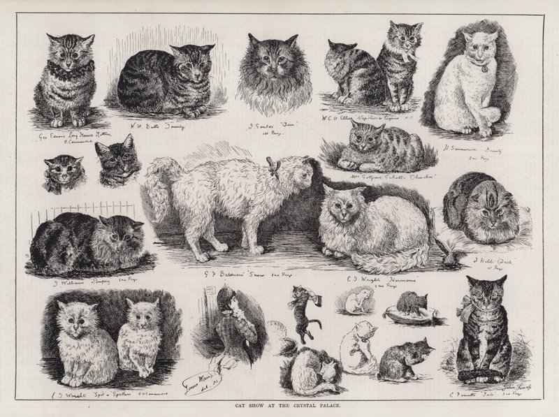 Exposition féline au Crystal Palace (gravure) - Louis Wain