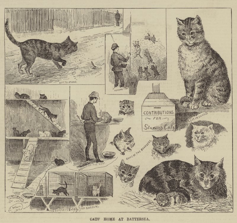 Maison des chats à Battersea - Louis Wain